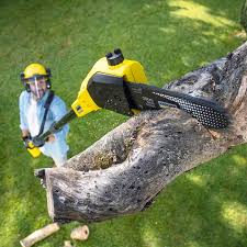 Professional Tree Care  in Kaufman, TX